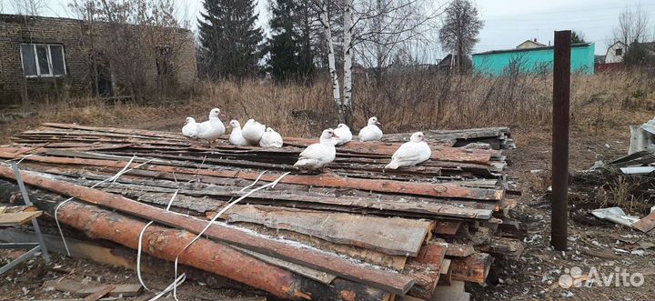 Мясо домашней птицы, яйца