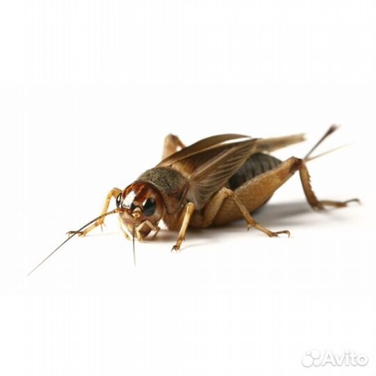 Сверчки и тараканы кормовые, крысы кормовые