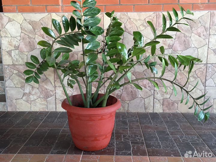 Замиокулькас