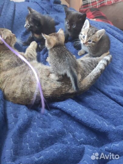 Кошка в дар бесплатно