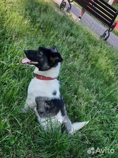 Собака в добрые руки