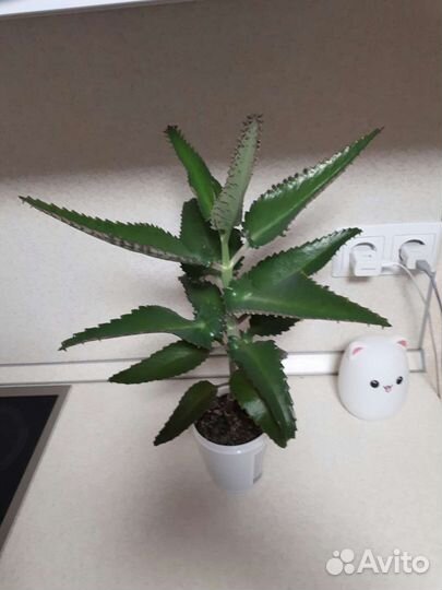 Каланхоэ лечебное