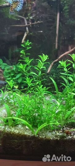 Аквариумные растения