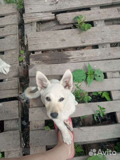 Щеночки в добрые руки девочки