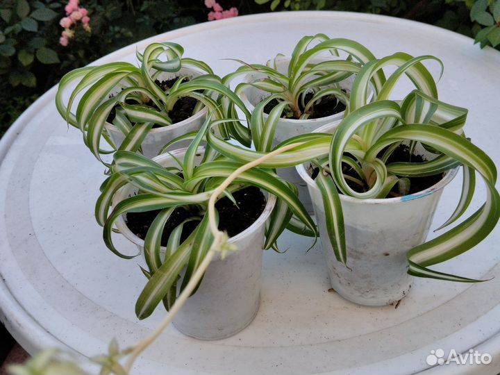 Хлорофитум кудрявый Бонни