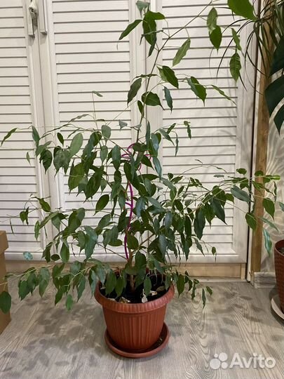 Декабрист,Драцена,Хамедорея,фикус