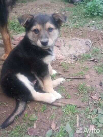 Щенок в добрые руки