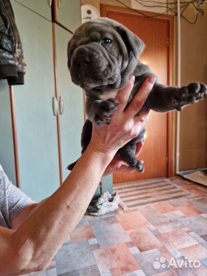 Щенки кане Корсо