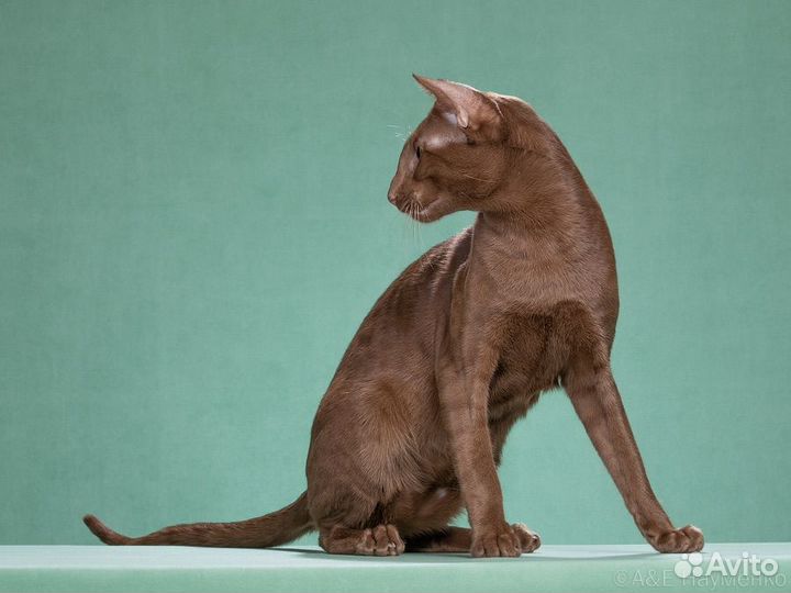 Ориентальная