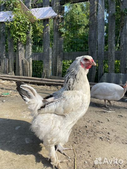 Цесарки, Гуси, Куры и Петухи