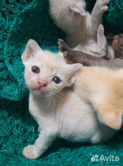 Бурманские котятки