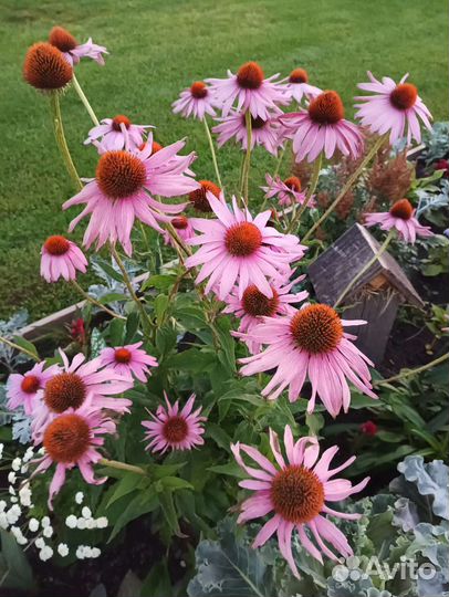 Эхинацея рудбекия пурпур