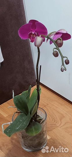 Орхидея фаленопсис Большой перец азия