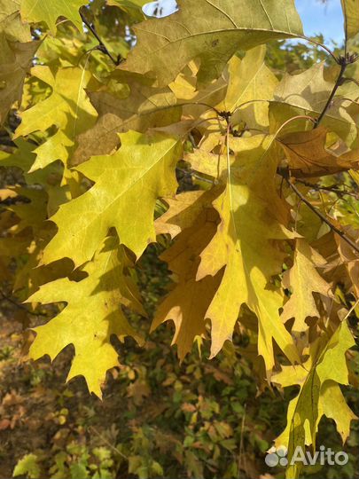 Желуди дуба красного 1кг