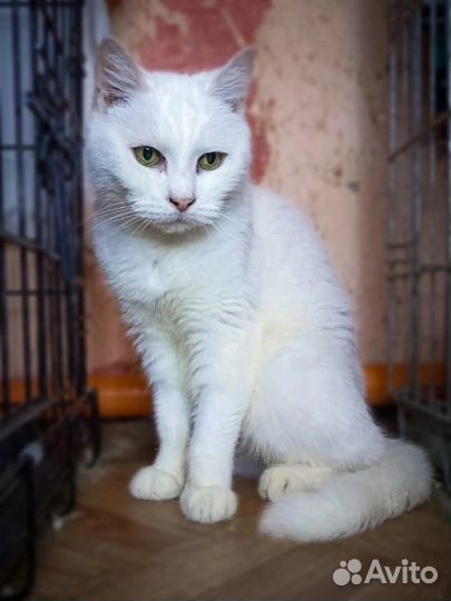 Лила ищет дом