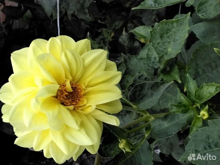 Садовые цветы