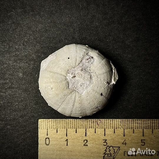 Морской еж окаменелость ископаемое