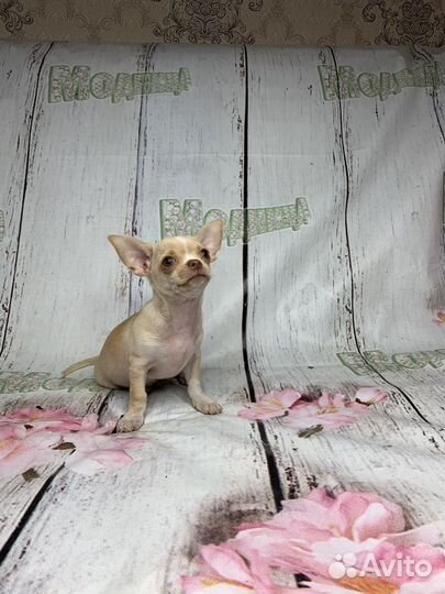 Кремовый мальчик чихухуа