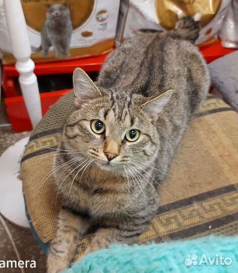 Котик подросток