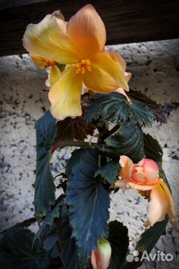 Комнатные цветы