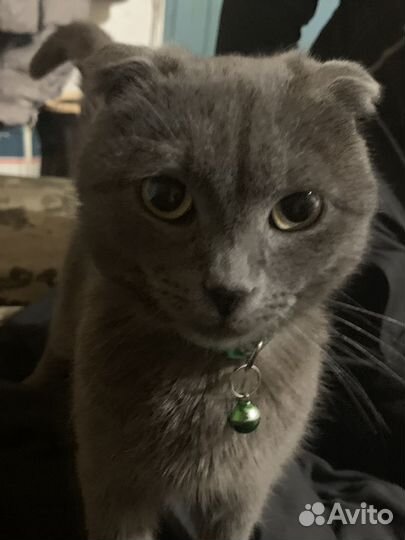 Нужна кошка для случки