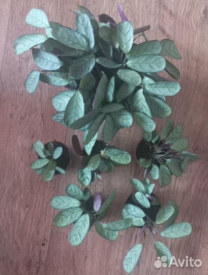 Ктенанта Амагрис