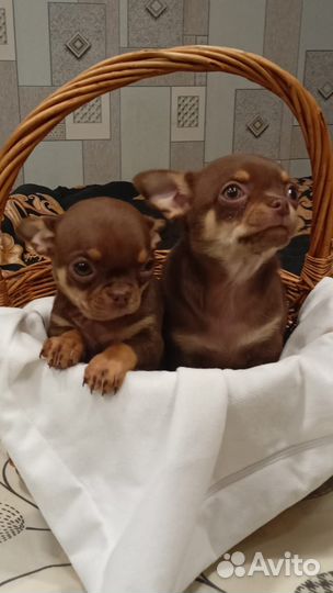 Щенки чихуахуа