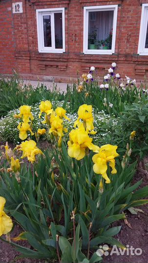 Ирисы,сентябрины,вербейник и др