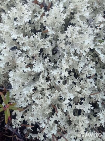 Исландский мох