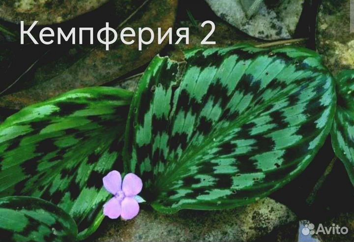 Рео и другие комнатные