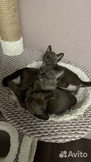 Бурманская кошка