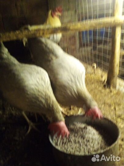Курочки молодки леггорн Изабелла