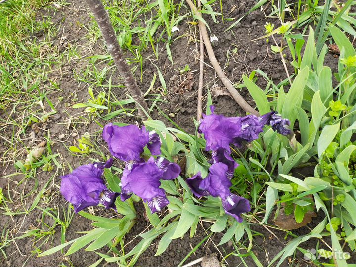 Ирисы карликовые