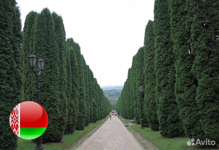 Туя Смарагд 1,8-2 м,Брабант,Колумна