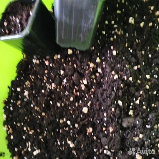 Хлорофитум