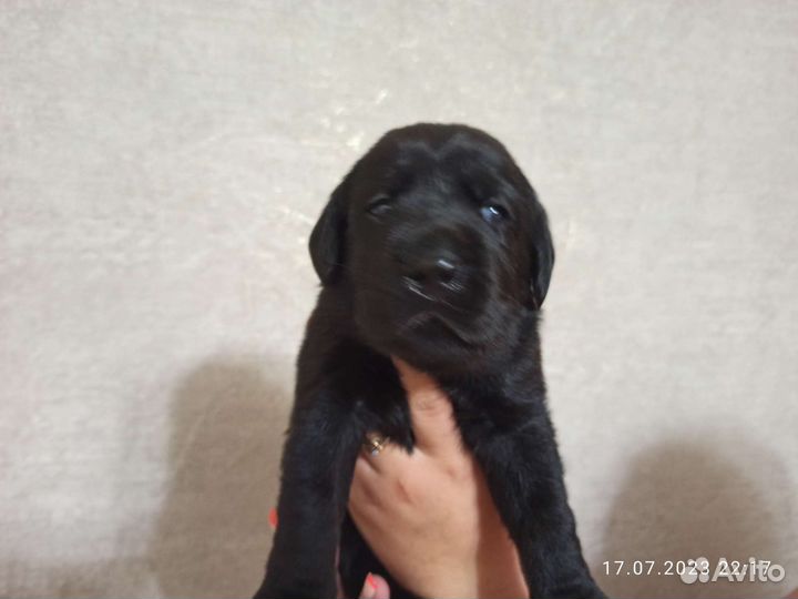 Щенки лабрадора