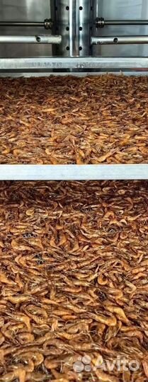 Креветка черноморская вареная