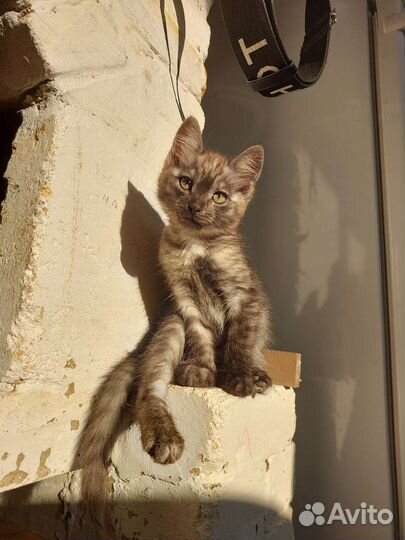 Котенок в добрые руки