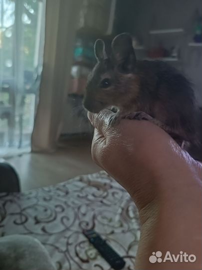 Чилийские белки дегу