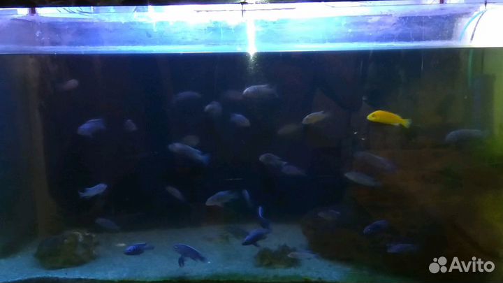 Аквариумные рыбки от 200 и растения от 150 (Анубиа