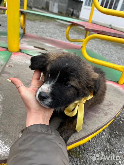 Щенок