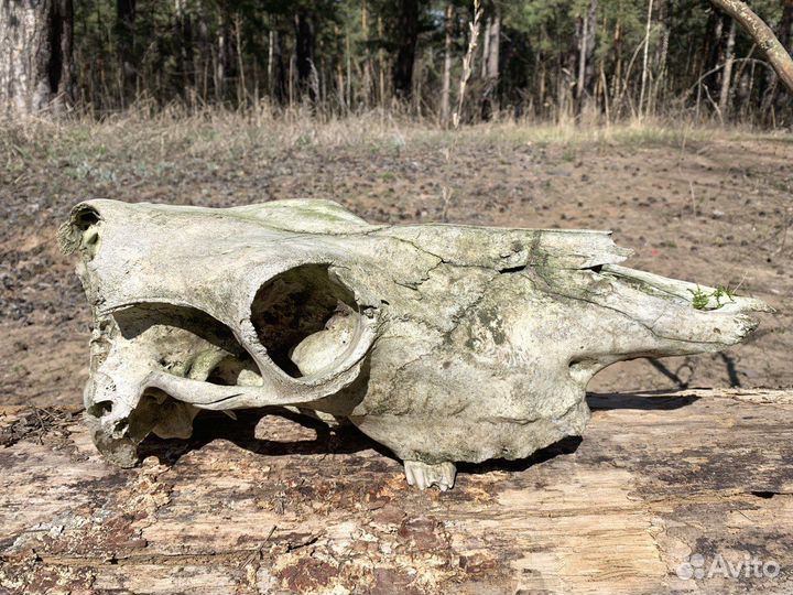 Череп коровы, натуральный, декор реквизит