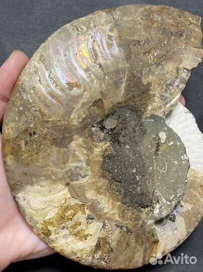 Аммонит срез Окаменелости аммониты