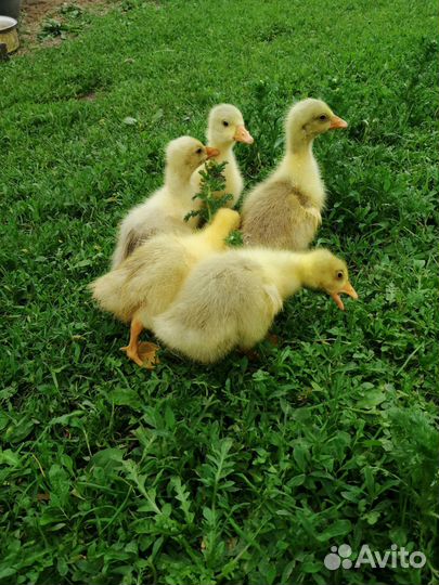Продам гусят порода Линда