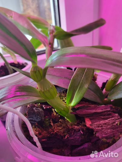 Дендробиум цвет сиреневый