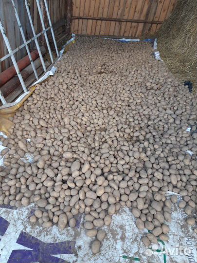 Деревенский картофель