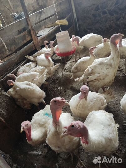 Индюшата утяжеленый крос