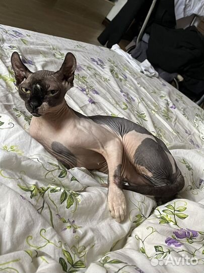 Канадский сфинкс эльф