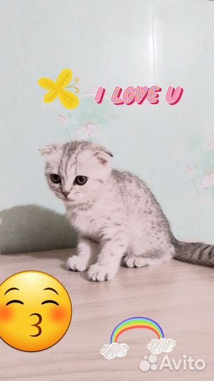 Шотландская вислоухая кошка