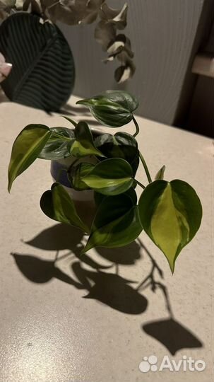Филодендрон фикус